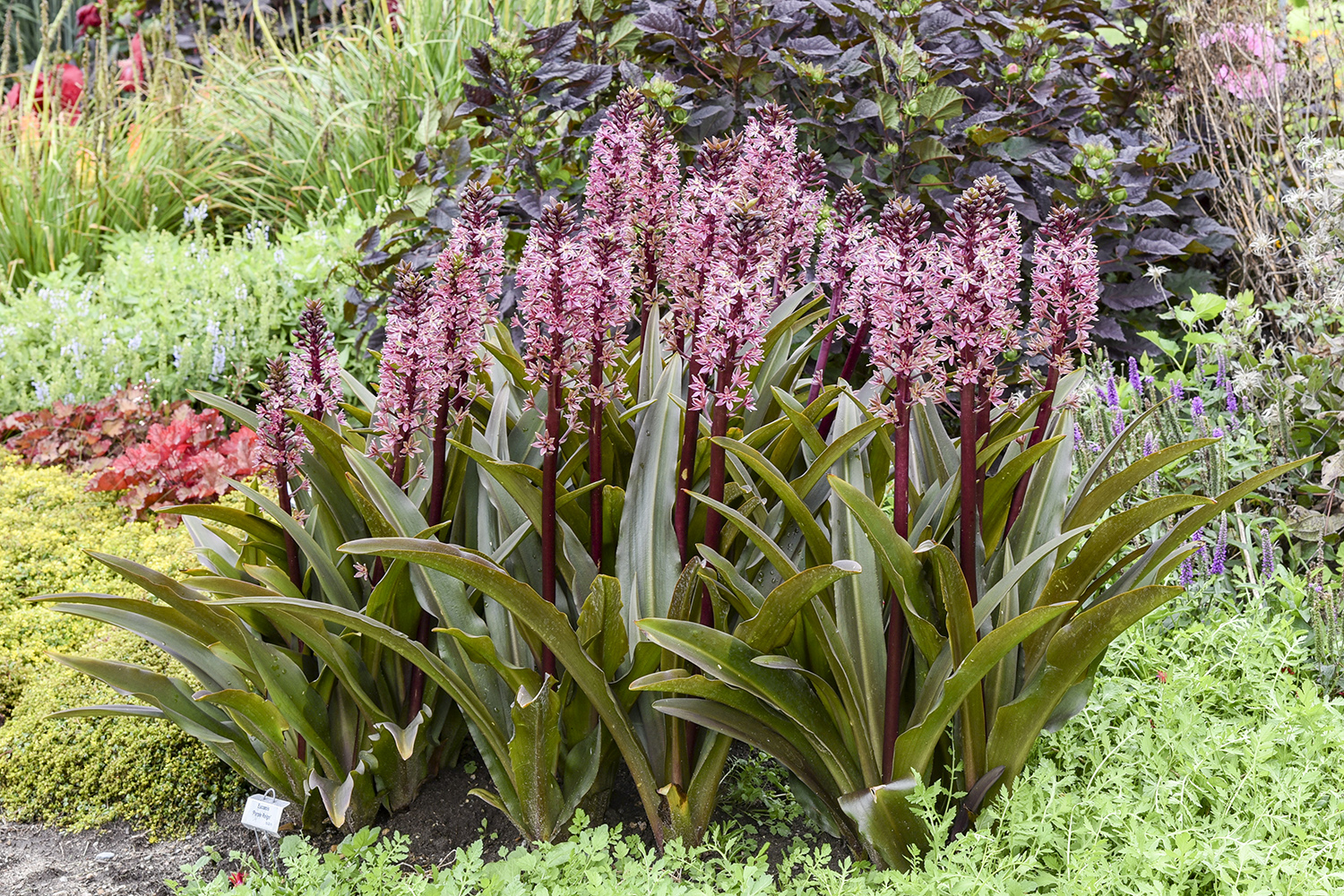 Eucomis